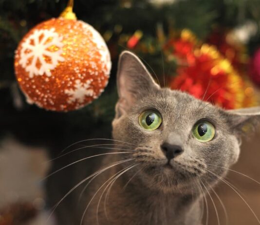 Albero di Natale e presepe: come fare con cane e gatto? gatto palla natalizia
