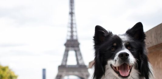 maltrattamenti animali francia