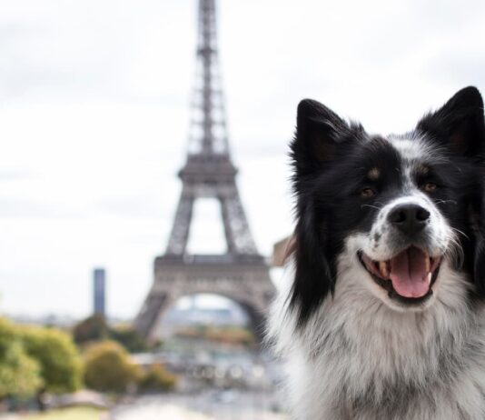 maltrattamenti animali francia
