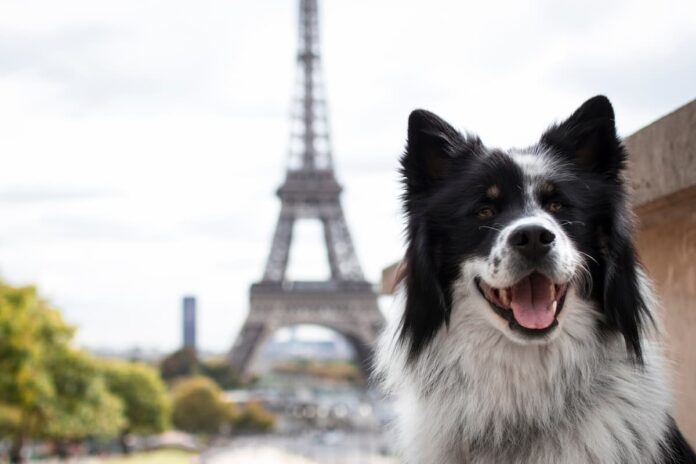 maltrattamenti animali francia maltrattamenti animali francia