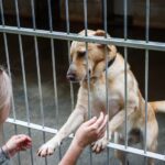 maltrattamenti animali francia