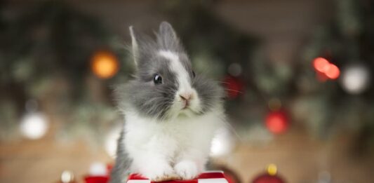 regalo natale coniglio