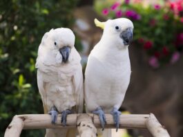 riproduzione cacatua coppia