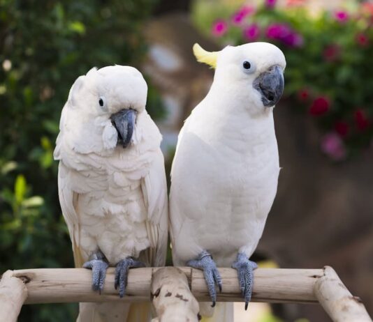 Riproduzione dei cacatua in cattività: rispettare le esigenze etologiche riproduzione cacatua coppia