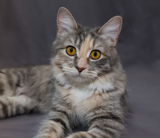 tossicità vitamina A gatti 1