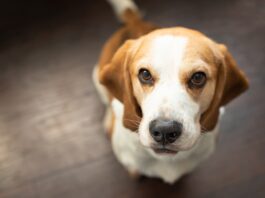 tumore intestino cane 1