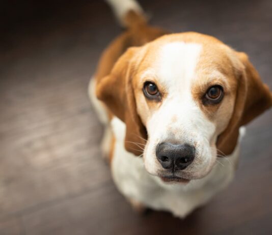 Tumore all’intestino nel cane: quali sintomi fanno sospettare? tumore intestino cane 1
