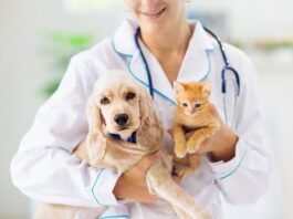 È il veterinario il primo influencer per i proprietari di animali da compagnia veterinario proprietari