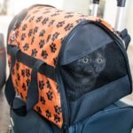 viaggio con animali gatto treno