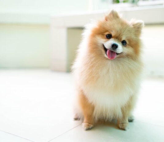 volpino italiano e spitz di pomerania