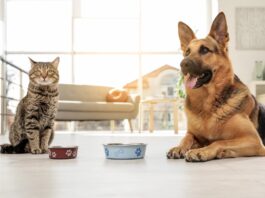 Alimenti funzionali cani