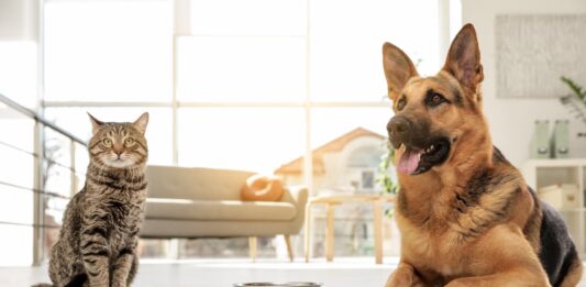 Alimenti funzionali cani