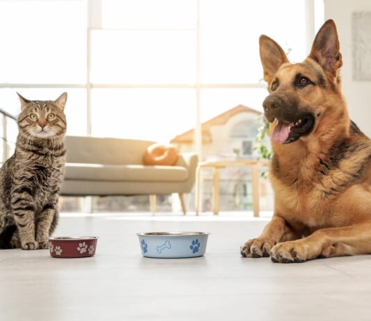 Alimenti funzionali per cani e gatti: cosa sono? Alimenti funzionali cani