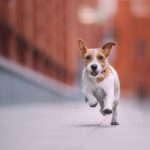 Animali in città