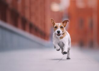 Animali in città