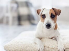 Come risolvere i problemi dovuti a sensibilità ai rumori nei cani e nei gatti Rumori cani