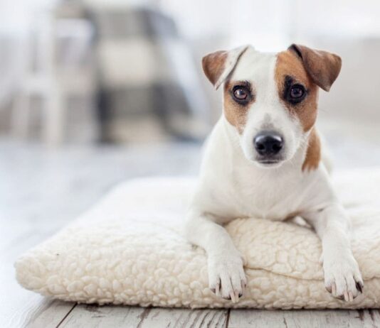 Come risolvere i problemi dovuti a sensibilità ai rumori nei cani e nei gatti Rumori cani