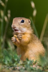 Spermophilus citellus mangia