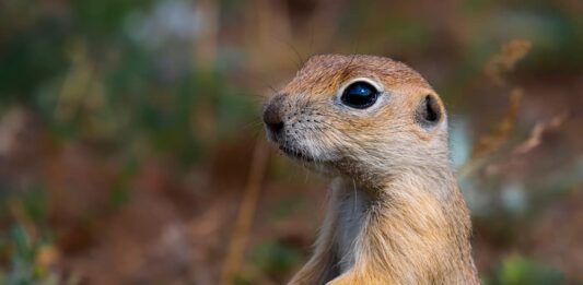 Come allevare e riprodurre il citello o Spermophilus citellus Spermophilus citellus o citello o scoiattolo di terra europeo