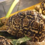 Stigmochelys pardalis