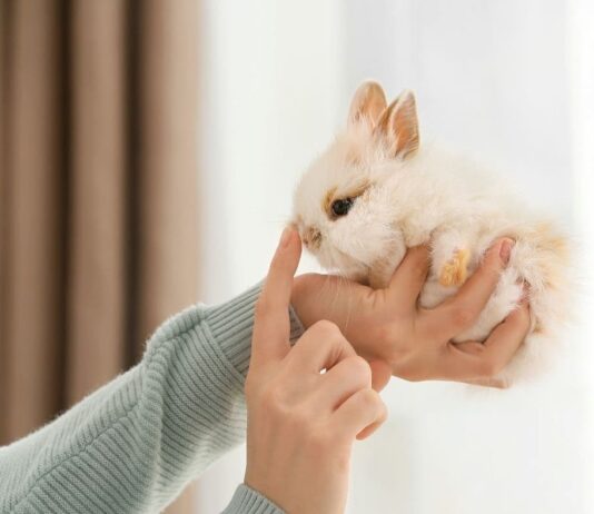 Lo svezzamento del coniglio: quando e come farlo? Svezzamento coniglio