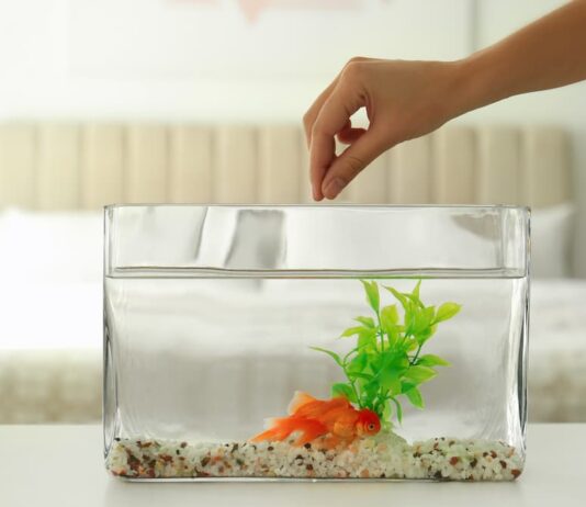 L’alimentazione dei pesci rossi alimentazione pesci rossi