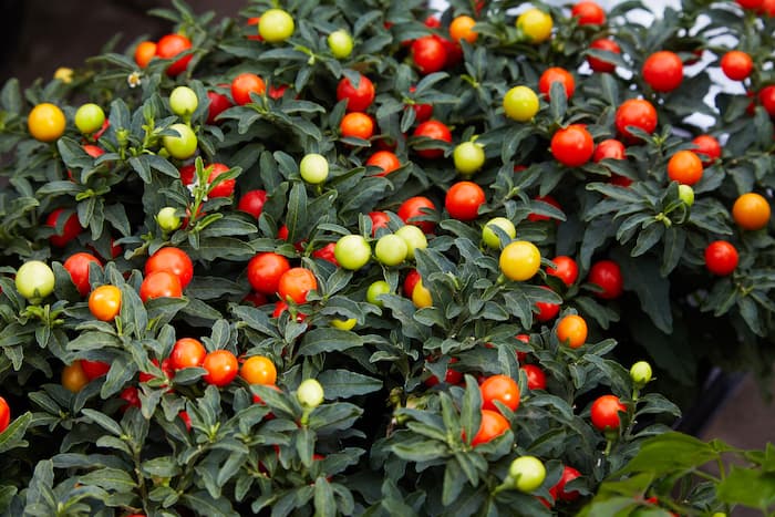 POWERS TO FLOWERS - Solanum Da Bacca (Ciliegio Di Gerusalemme) 2 Piante In Vaso Ceramica Antracite - Piante Vere