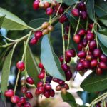 bacche velenose animali – lauroceraso (Prunus laurocerasus)