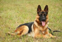 cane Pastore tedesco