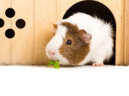 Cavia peruviana: riproduzione e patologie dell’apparato riproduttivo cavia riproduzione