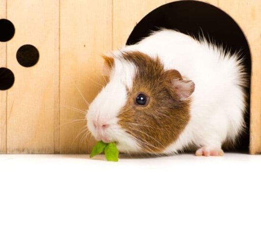 cavia riproduzione