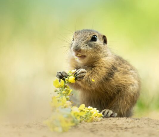 Il citello o scoiattolo di terra europeo: caratteristiche e alimentazione citello scoiattolo europeo di terra