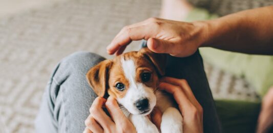 Compravendita di cuccioli: cosa fare in caso di problemi compravendita cuccioli primo piano
