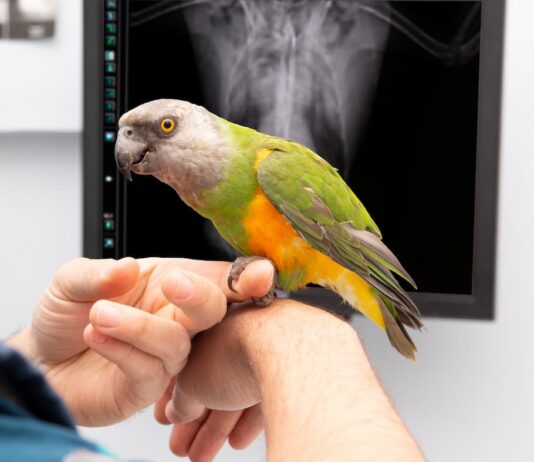 Fratture e problemi ortopedici negli uccelli fratture uccelli