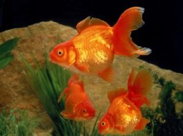 pesce rosso