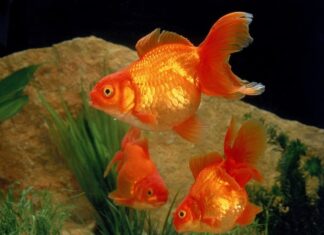 pesce rosso