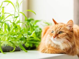piante tossiche cane gatto