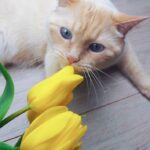 piante tossiche cane tulipani