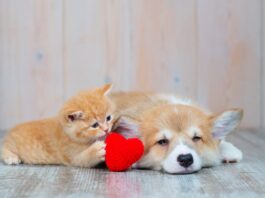 Il 54% degli proprietari a Natale ha fatto dei regali ai propri animali regali animali