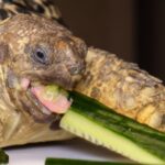 testuggine leopardo alimentazione