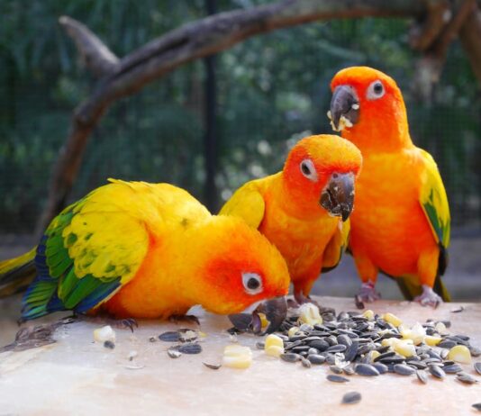 Come mangiano i pappagalli