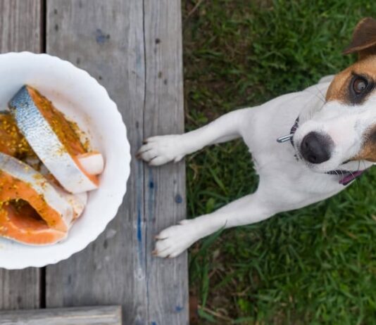 Gli acidi grassi Omega-3 e Omega-6 sono essenziali per cane e gatto Omega-3 cane cibo