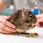 allevare degu