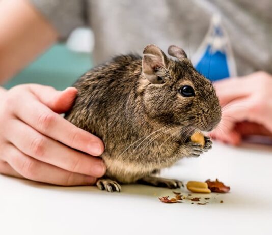 allevare degu