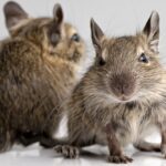 allevare degu piccoli