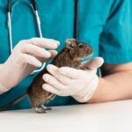 allevare degu veterinario