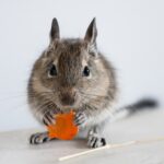 allevere degu cibo