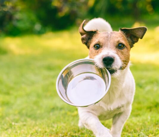 L’uso degli antiossidanti nell’alimentazione di cane e gatto antiossidanti alimentazione cane
