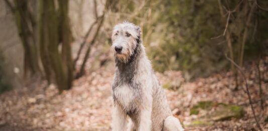 cani di taglia grande