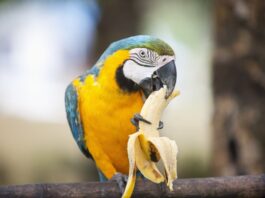 La ricerca del cibo nei pappagalli: una necessità anche in ambiente domestico cibo pappagalli